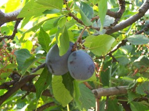 Plums 2