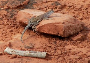 Lizzard