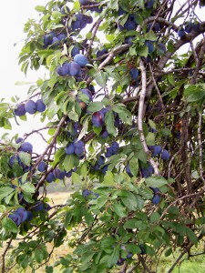 Loaded with Plums