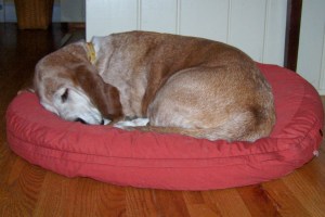 Asleep on red bed  1