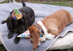 truman has one too many truman has one too many