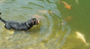 Lincoln curious about fish 2