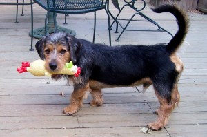 Lincoln I got the chicken