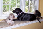 3 pups in the&nbsp;Window