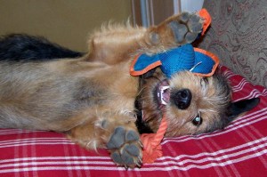 Copy of Lincoln playing with duck 1