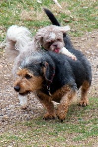 Lincoln and Max Chase 3