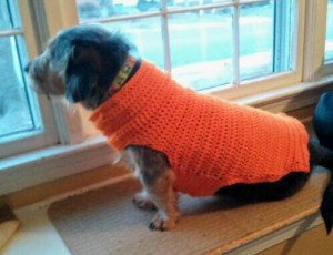 Lincoln in his Orange Sweater