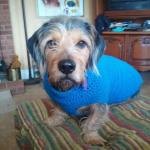 Lincolns Blue Sweater