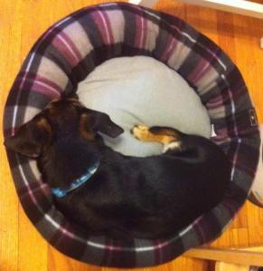 Sleeping Jakes new bed