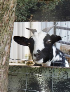 Goat Reference Photo