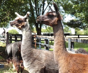Animals Llama 2