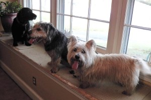 Mamie with Boys 1 in Window