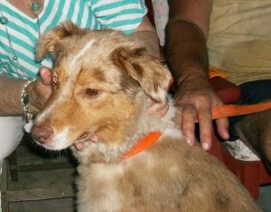 Reference photo of dog