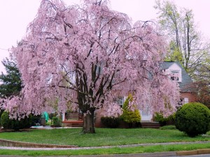 Reference Photo for Stacy's Tree