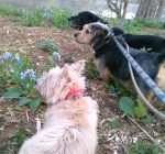 Bluebells J and L and&nbsp;M