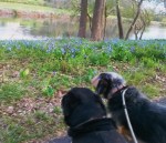 Bluebells J and&nbsp;L