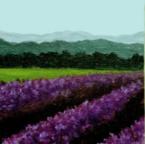 Rows of Lavender II
