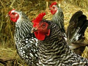 "Chickens in the Road" photo by Suzanne McMinn