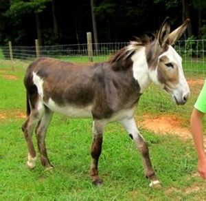 Clarence's Reference Photo