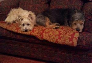 Mamie and Lincoln Resting 