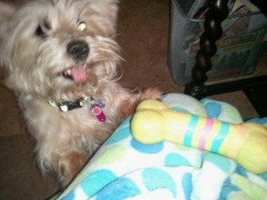 Mamie dropping a toy in my lap to throw for fetch