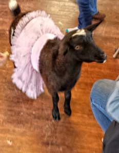 Maia in her Tutu