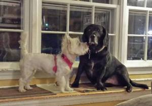 Daisy trying to show Jed that she is OK.  Jed is scared of girls.  