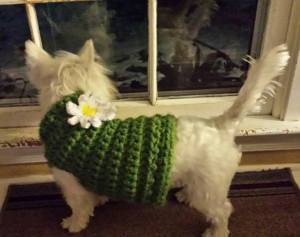Daisy's New Sweater
