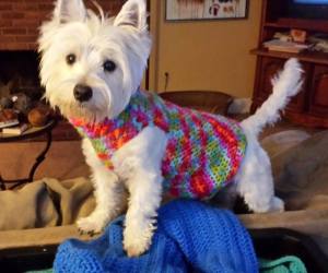 Daisy wearing Mamie's sweater.  It is a little big.