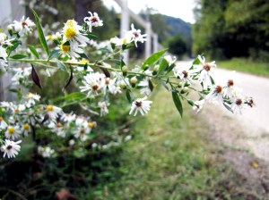 Reference Photo by Suzanne McMinn, www.chickensintheroad.com