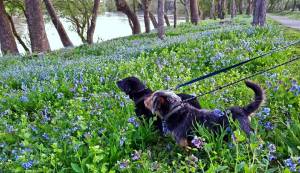 Bluebell Reference Photo with Lincoln and Jed