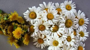 11412276_10204656261621572_4660760256200254239_n