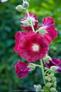 Hollyhock Reference Photo