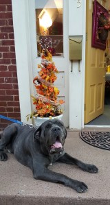 Lucky on the stoop at The Studio