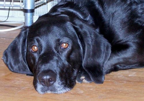 1897832_10201686493299220_1257884670_n