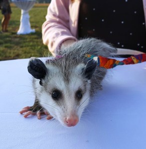 possum-3