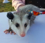possum-8