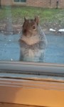 squirrel 7