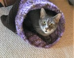 Cat Cave with Lulu&nbsp;head
